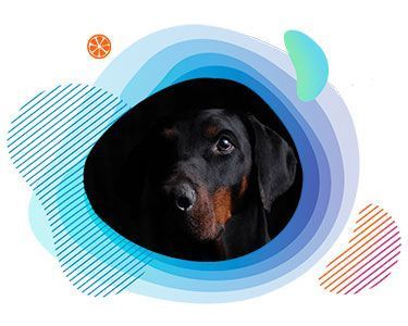 EXPRIME_MOVIL_PERROS_PELIGROSOS_01_AdobeStock_289177137