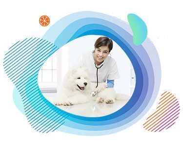 EXPRIME_MOVIL_PERROS_VETERINARIO_01_AdobeStock_181327517